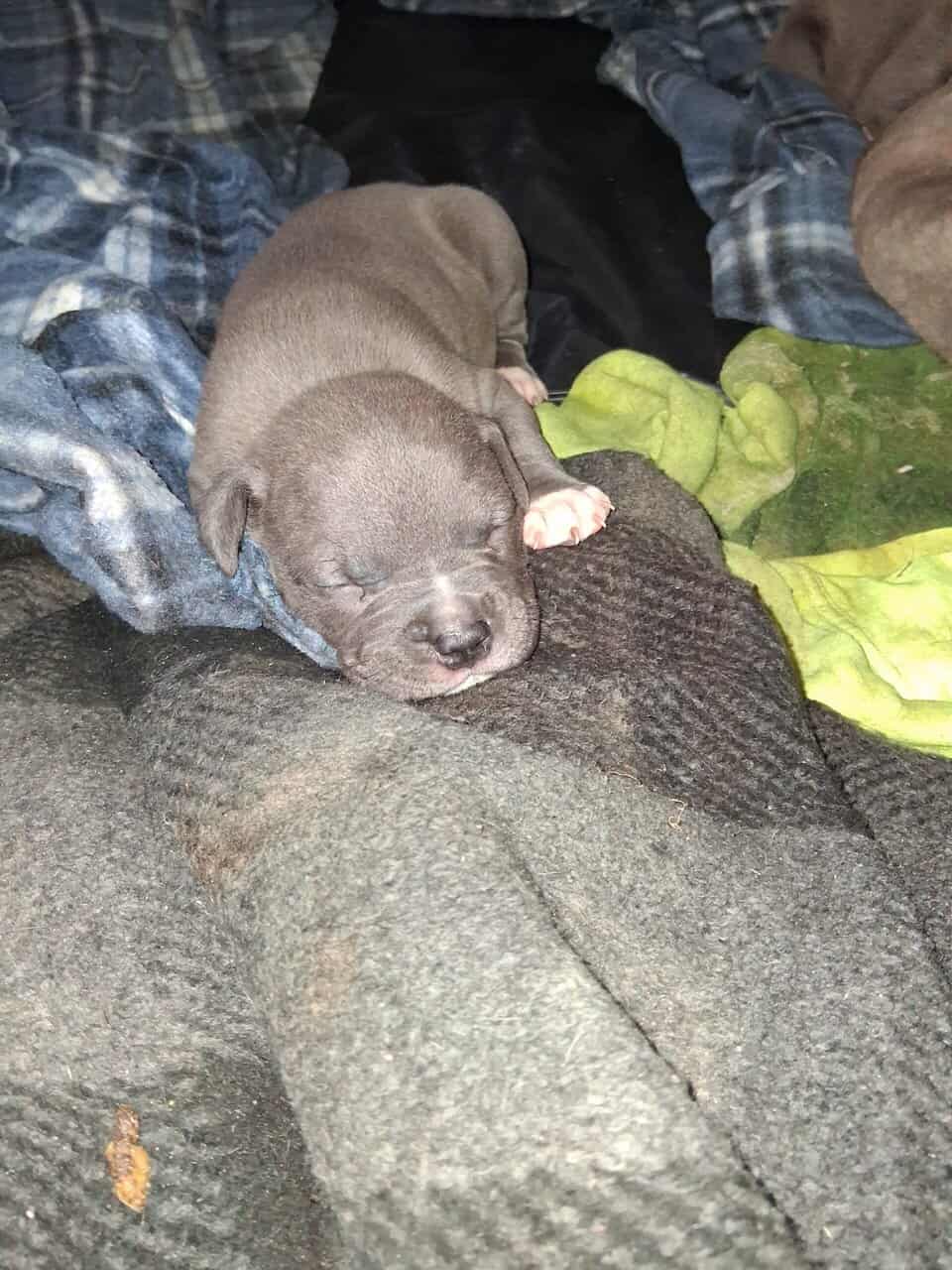 8 American bully/Staffordshire terrier puppies image 3