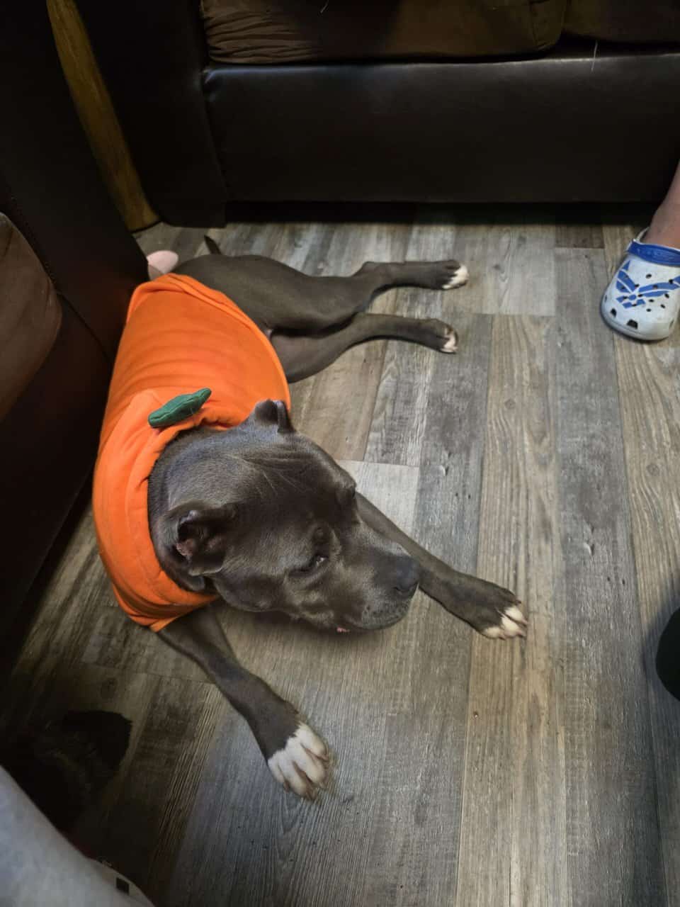 Mavis needs a new home image 1