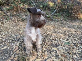Miniature Schnauzer, healthy loving female