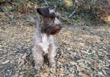 Miniature Schnauzer, healthy loving female