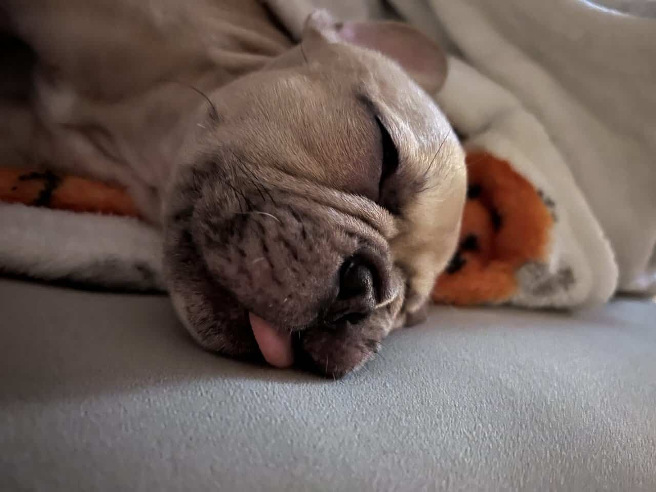 French Bulldog Puppy (Male) image 2