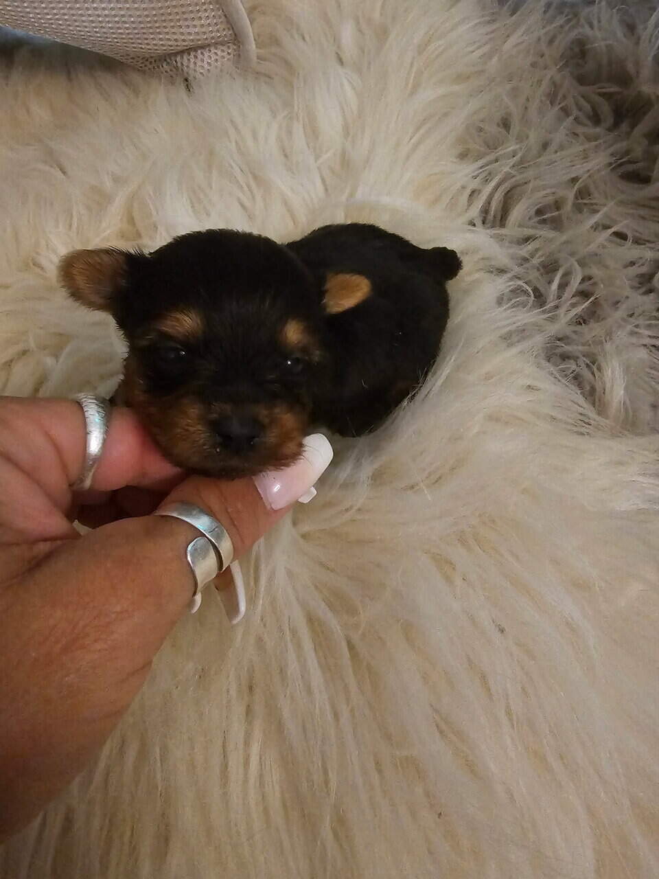 Yorkies image 6