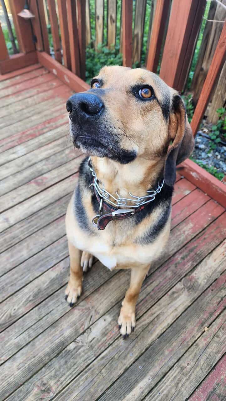 Hello! Kermit the dog here. image 3