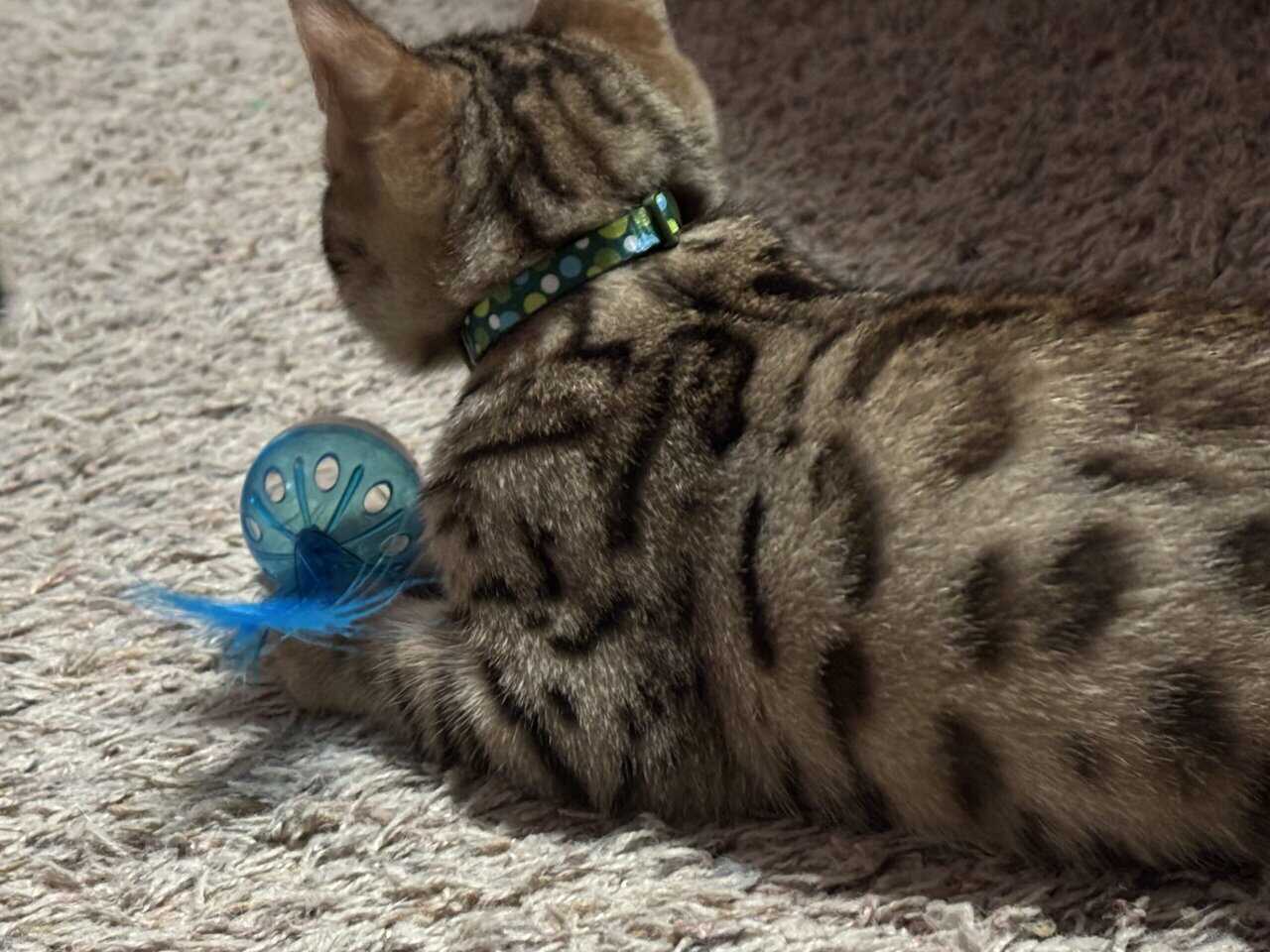 Beautiful Bengal Kittens image 9