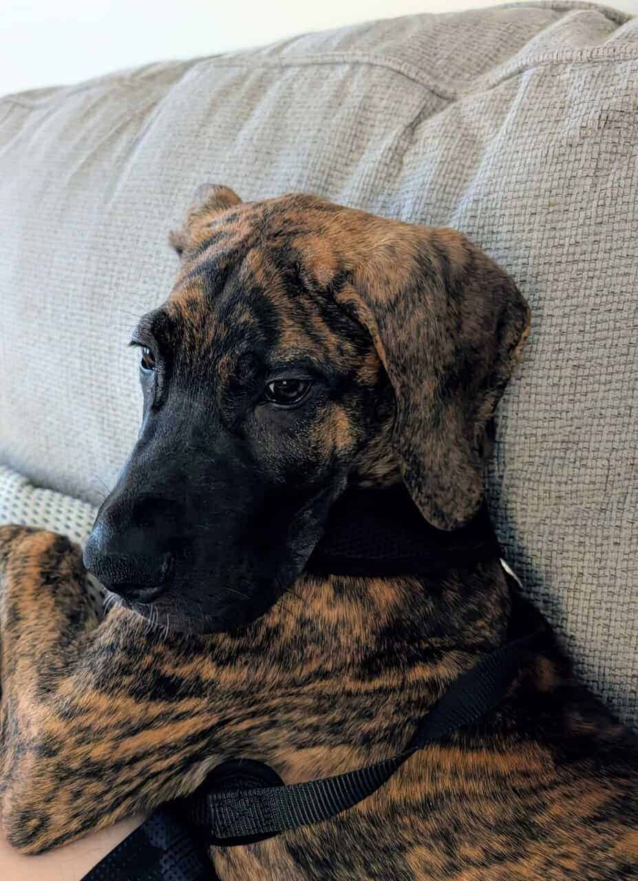 Great Dane 9mnths image 5