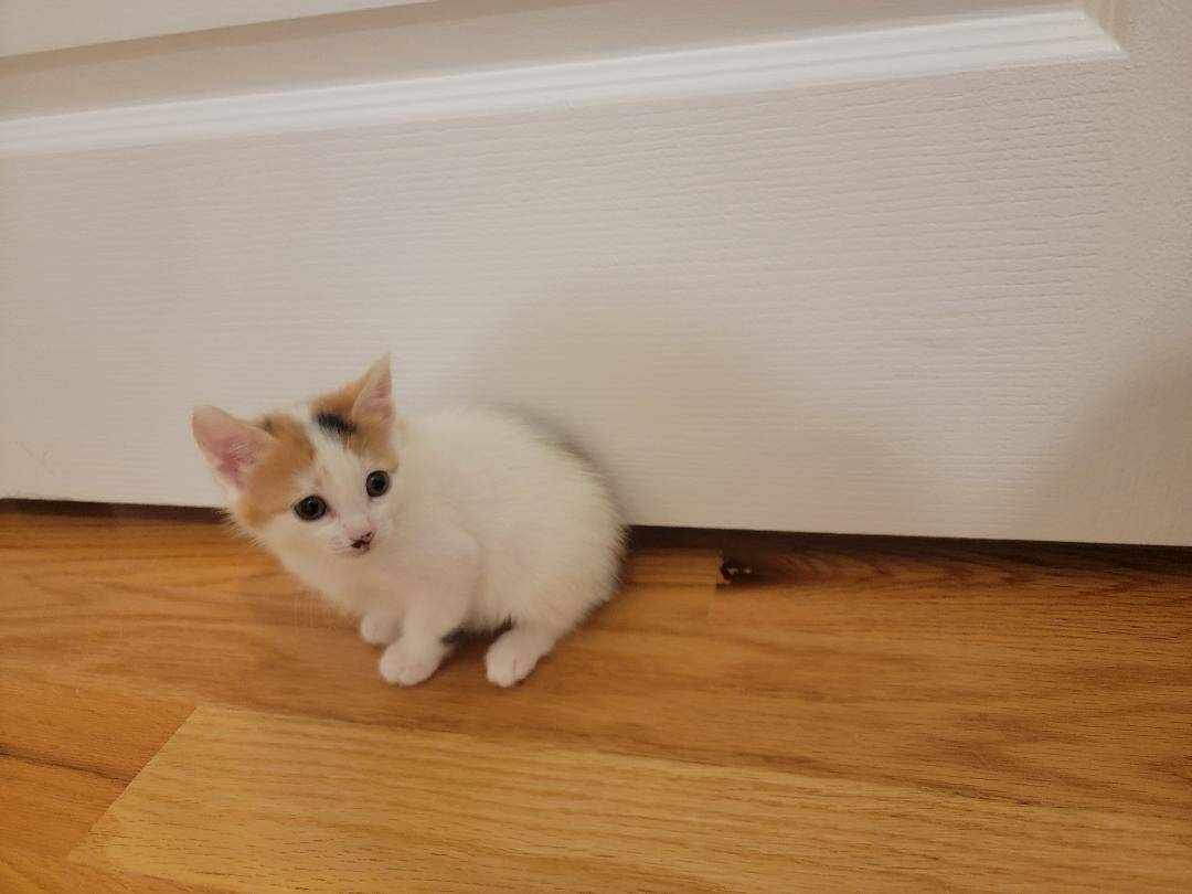 Nice Kittens image 7