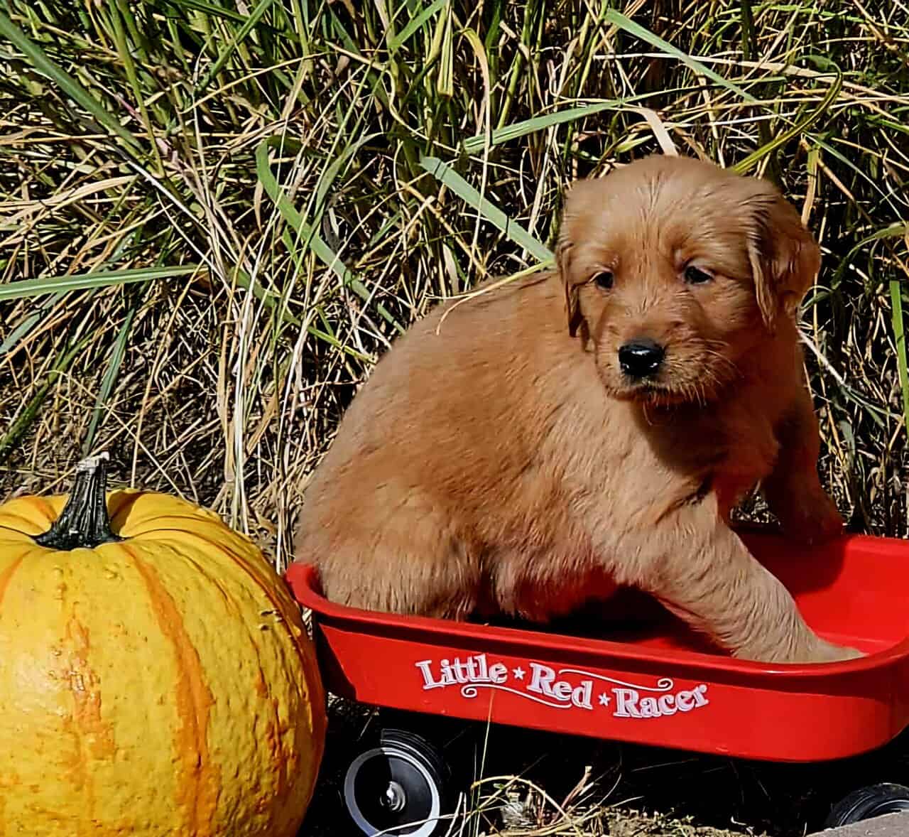 DARK RED AKC GOLDEN RETRIEVER PUPPIES image 5