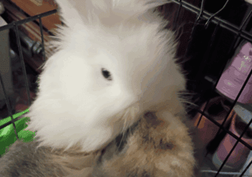 White colored lionhead rabbit