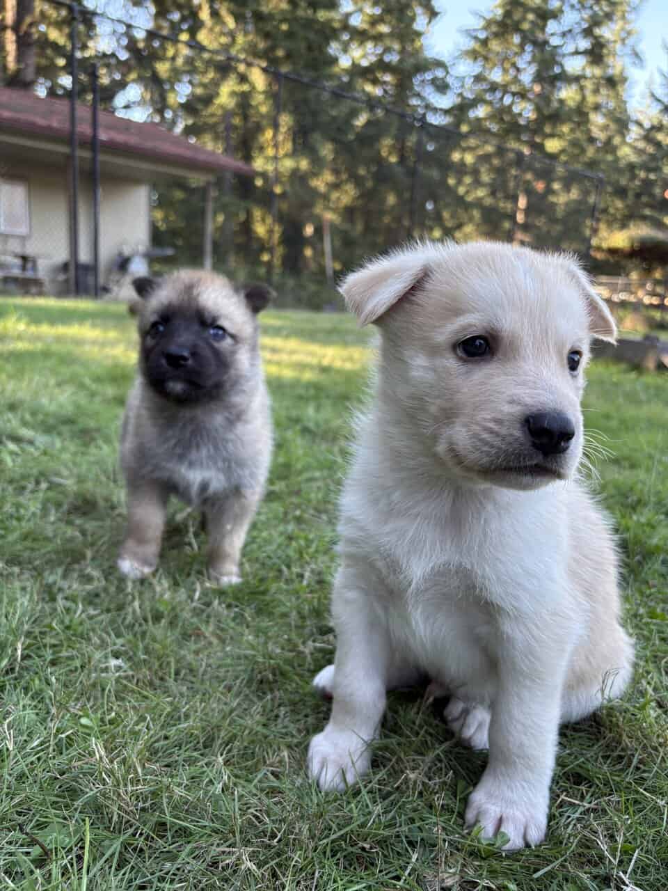 Shepsky puppy image 8