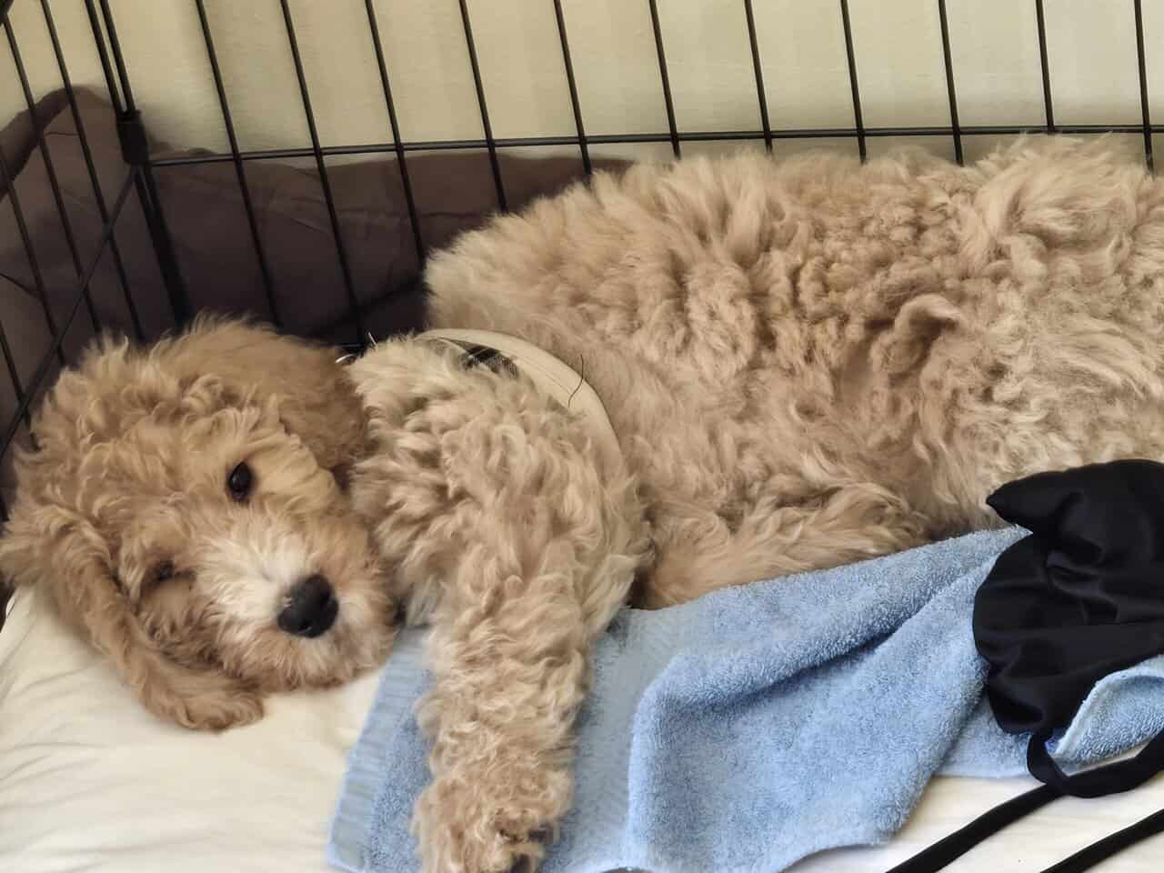 Standard Goldendoodle Puppy + Starter Kit/Supplies image 8