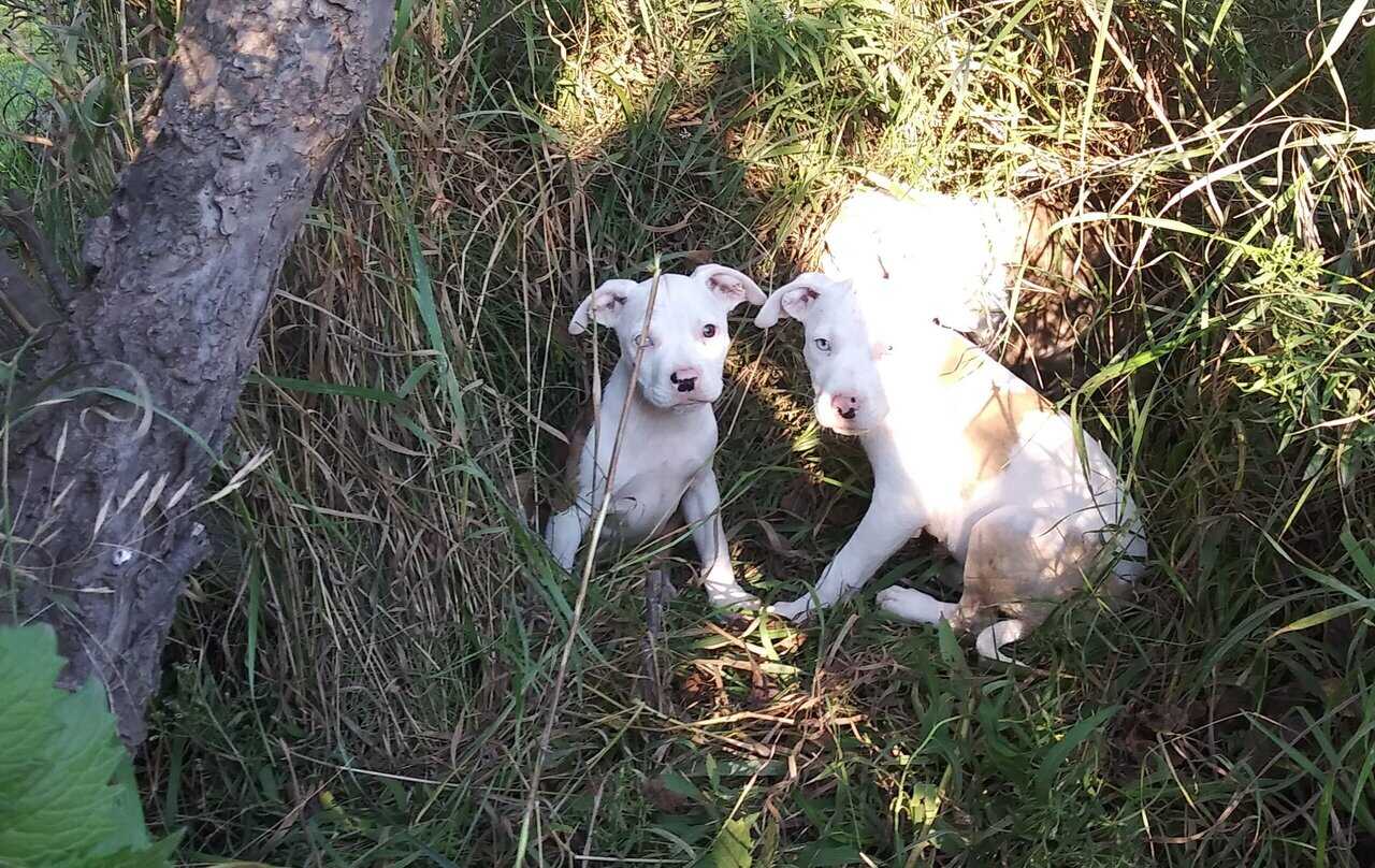 Pitbull puppies for sale. Ice blue eyes, Merles image 3