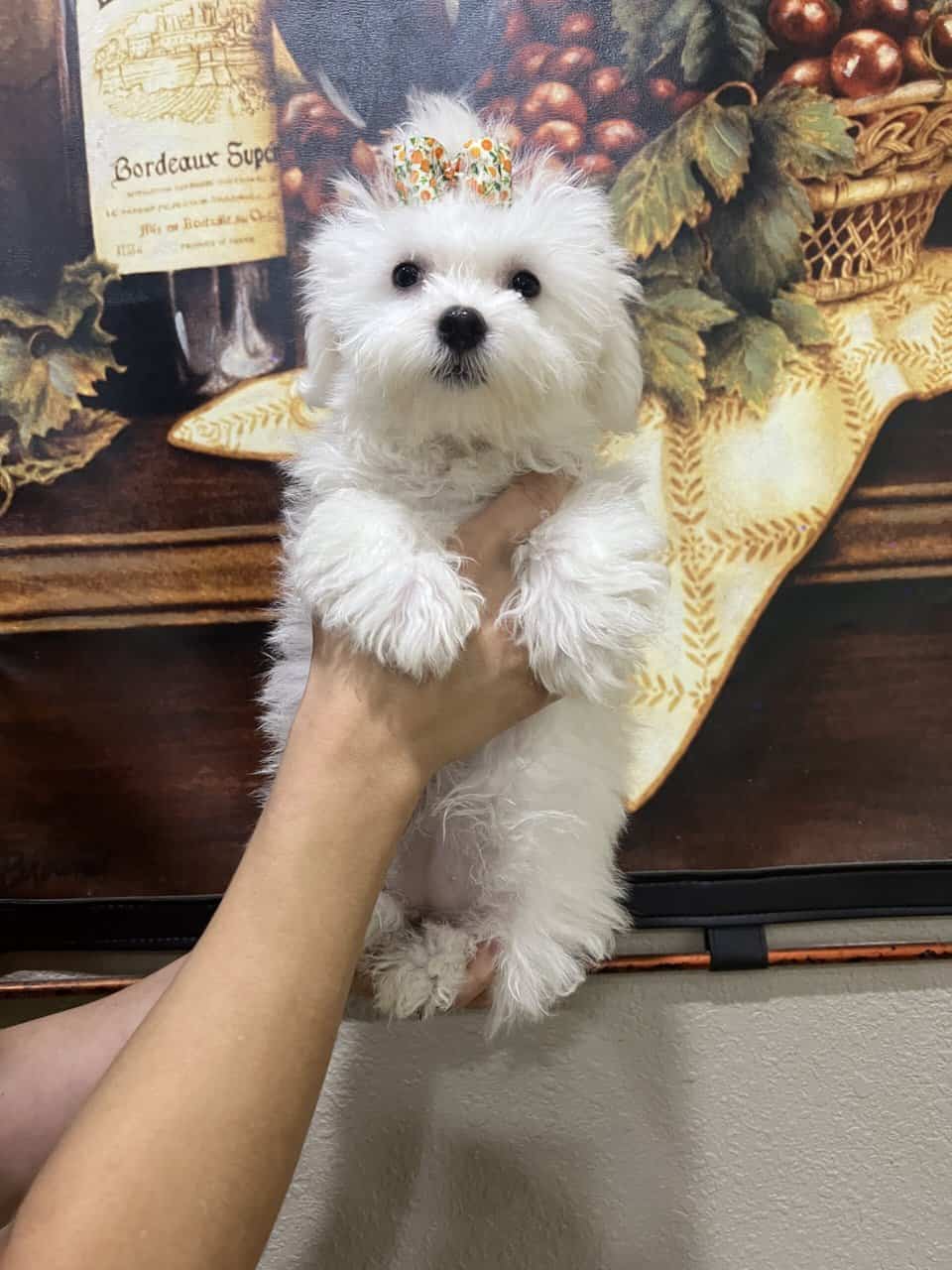 Maltipoo babies . Non shed image 3