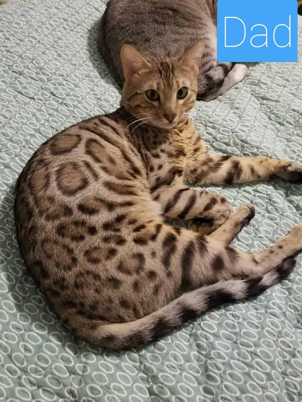 BENGAL KITTENS image 6