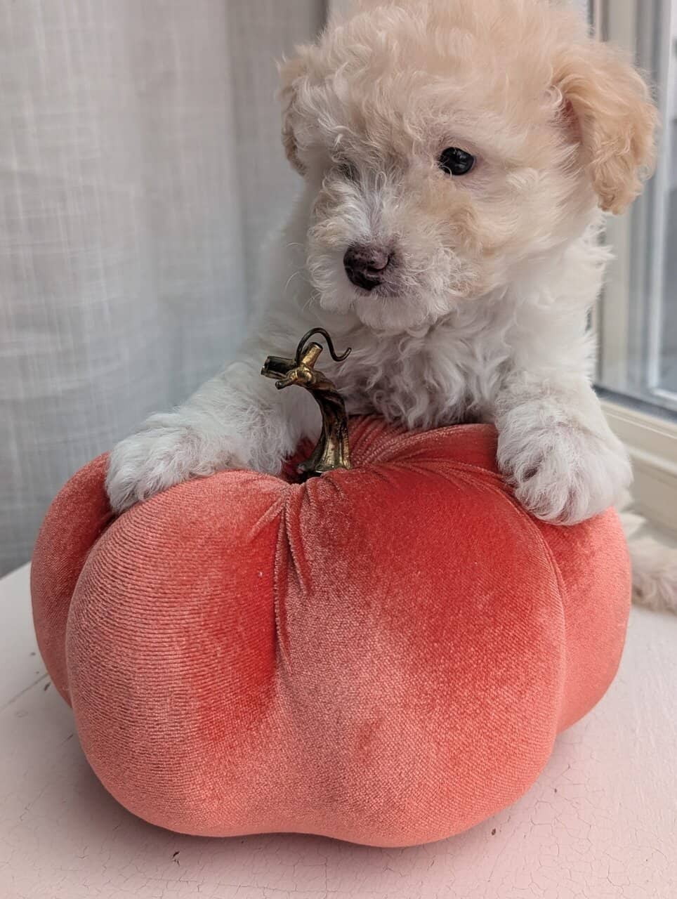 Miniature Aussiedoodles image 16