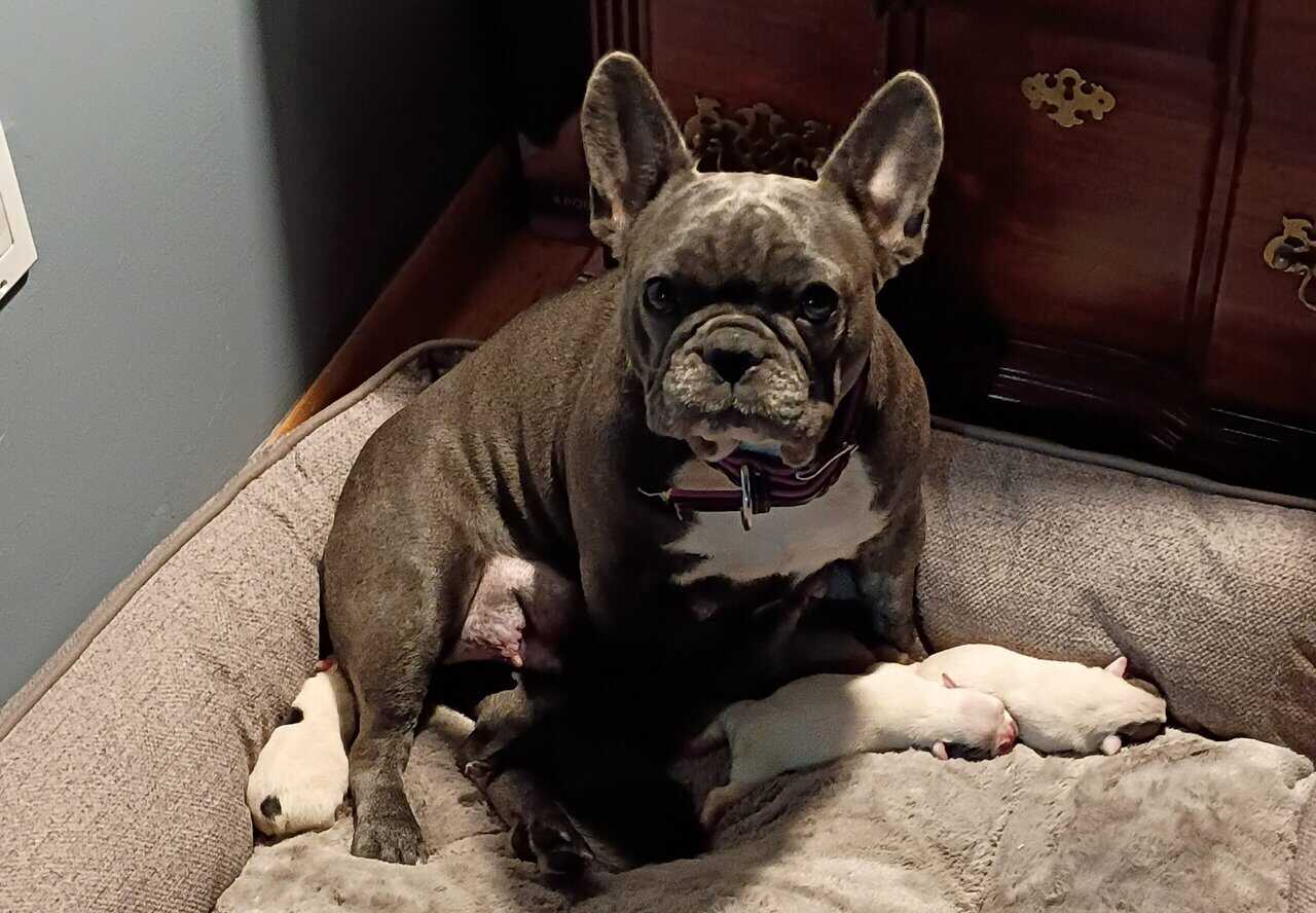 Gorgeous French Bulldog Puppies image 7