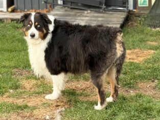 Australian shepherds