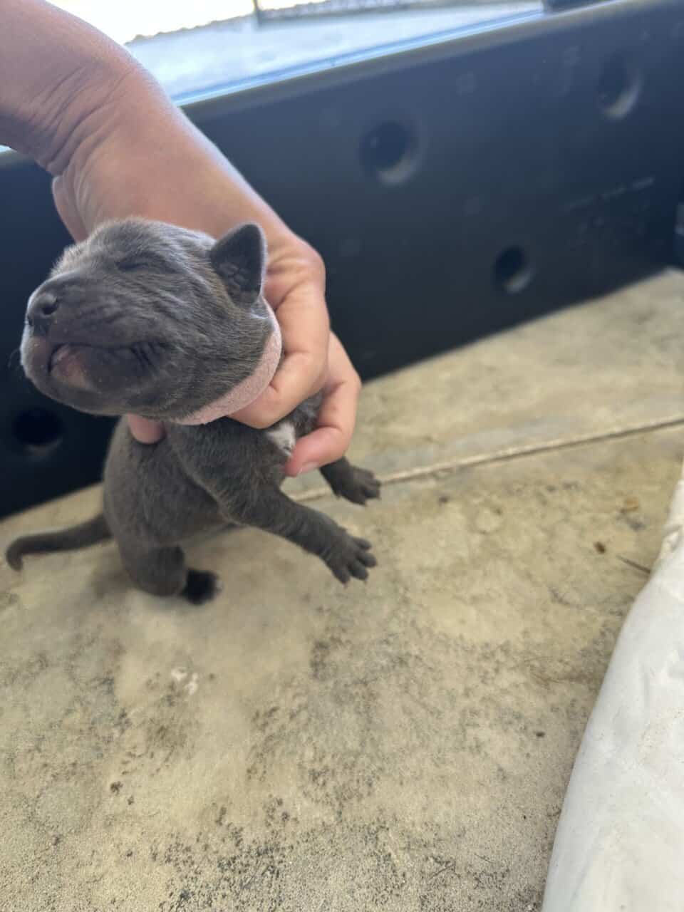 Cane Corso Mix image 2