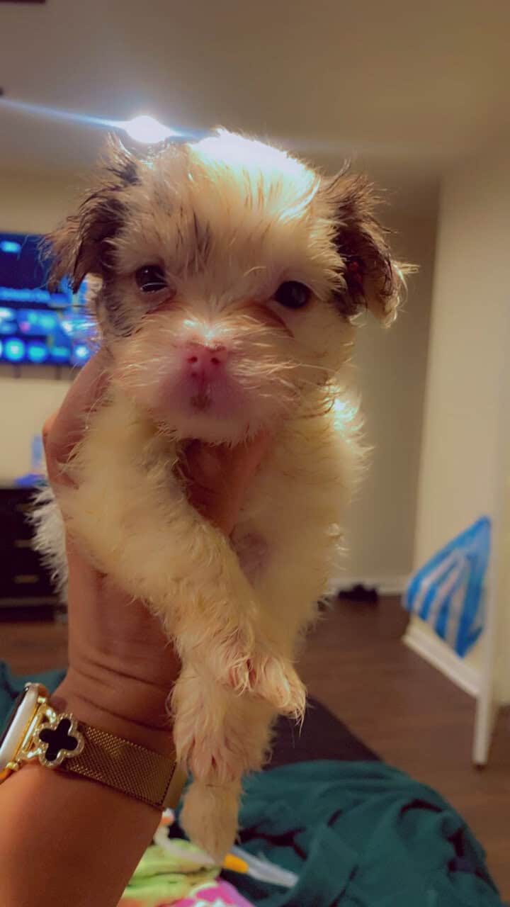 7 week old Shih Tzu image 2