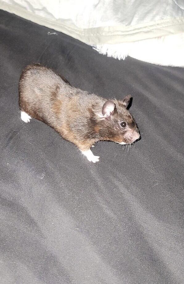 Hamster image 1