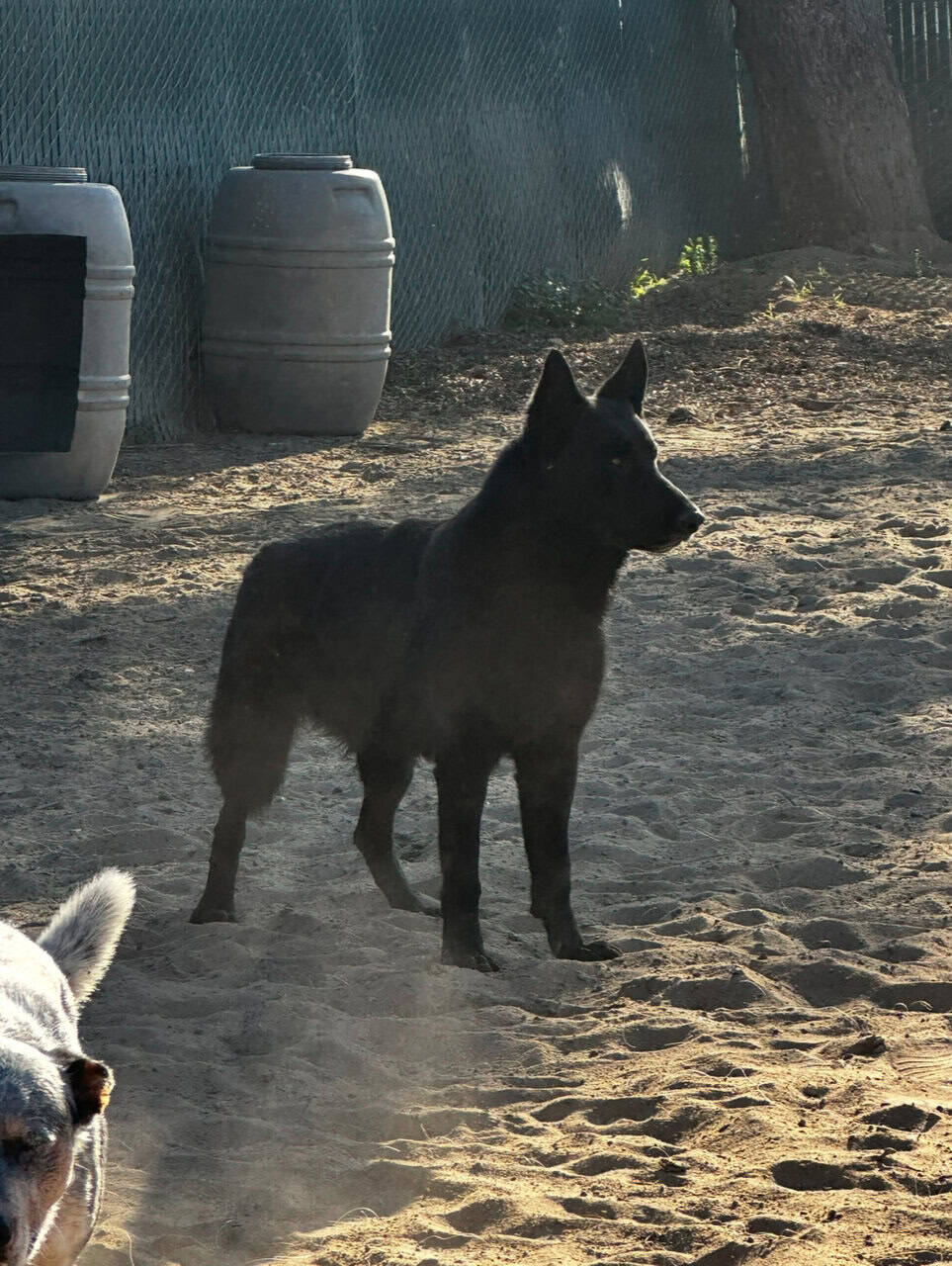 German shepherd Belgian malinois puppies for sale image 2