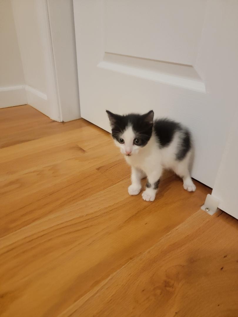 Nice Kittens image 9