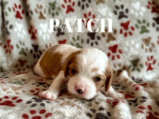 Cavalier King Charles Spaniel Puppies