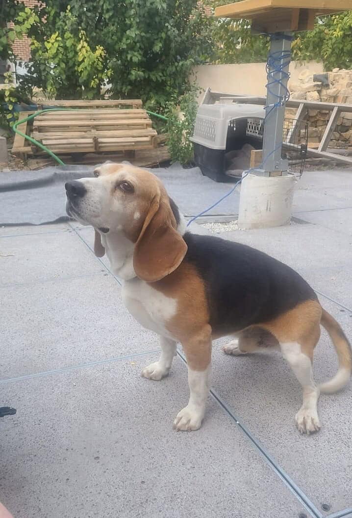 Rehome Sweet Beagle (purebread male intact) image 1