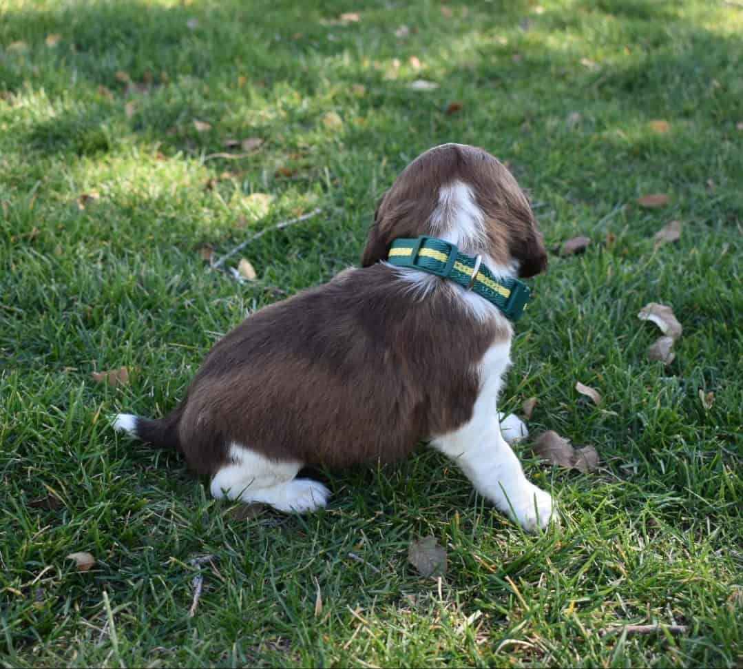 English Springer Spaniels image 10