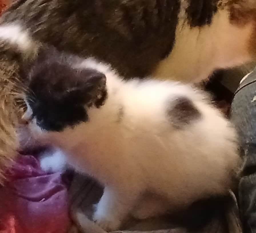 Exotic shorthaired kittens image 3