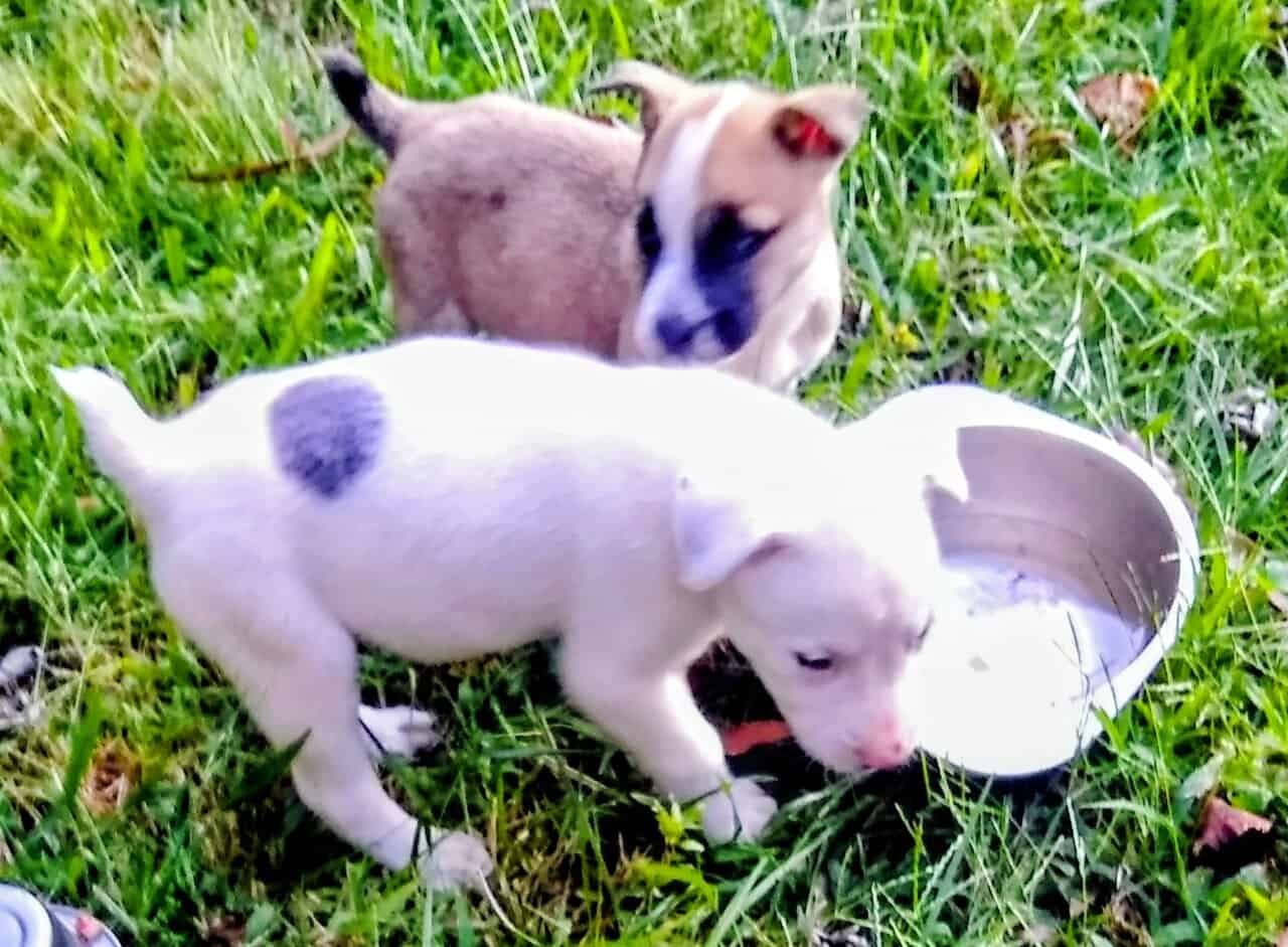 Pitbull/Husky Puppies image 6