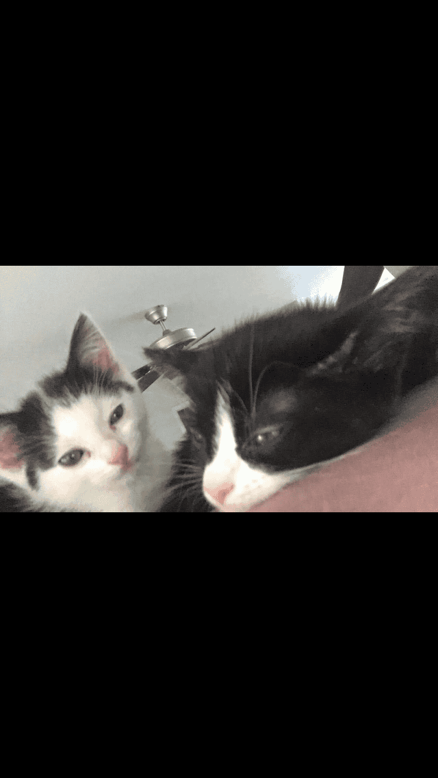 Rehoming cats image 5