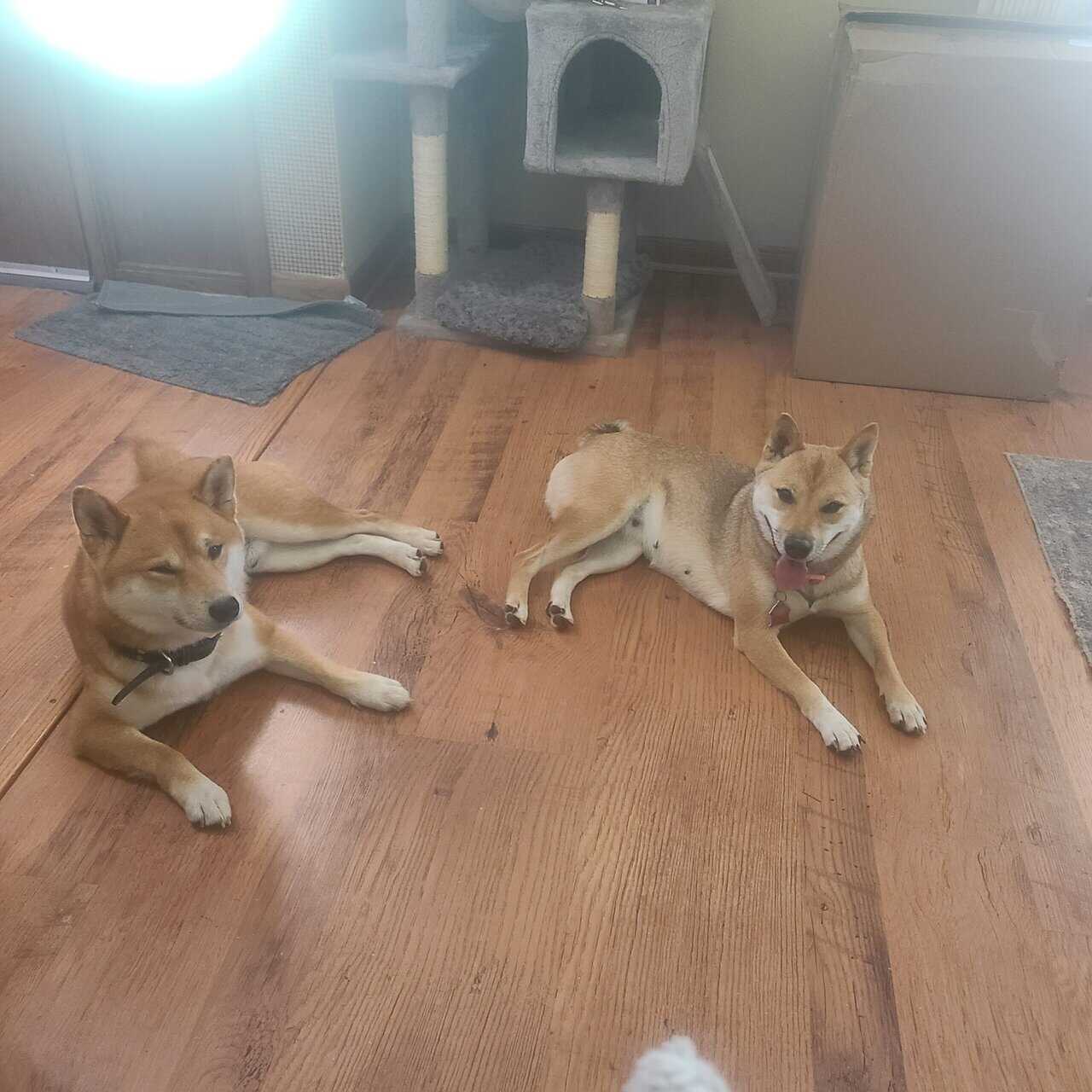Shiba inu puppies image 2