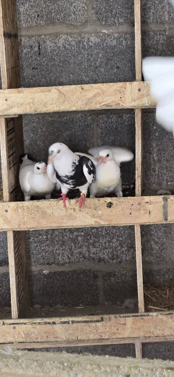 Pigeons image 5