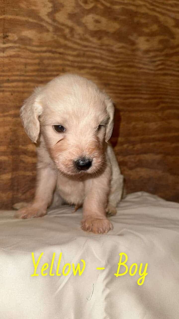 F1 Goldendoodle Puppies image 7