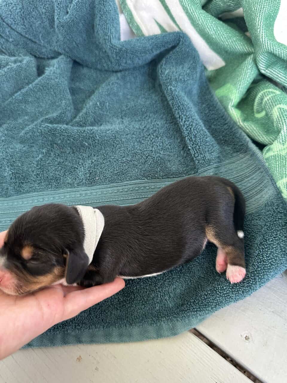 Pure Bred Beagle Puppies image 15
