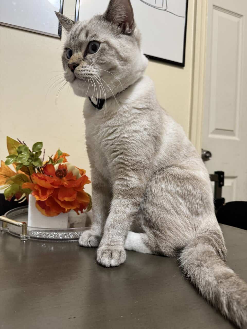 British shorthair blue eyes image 2