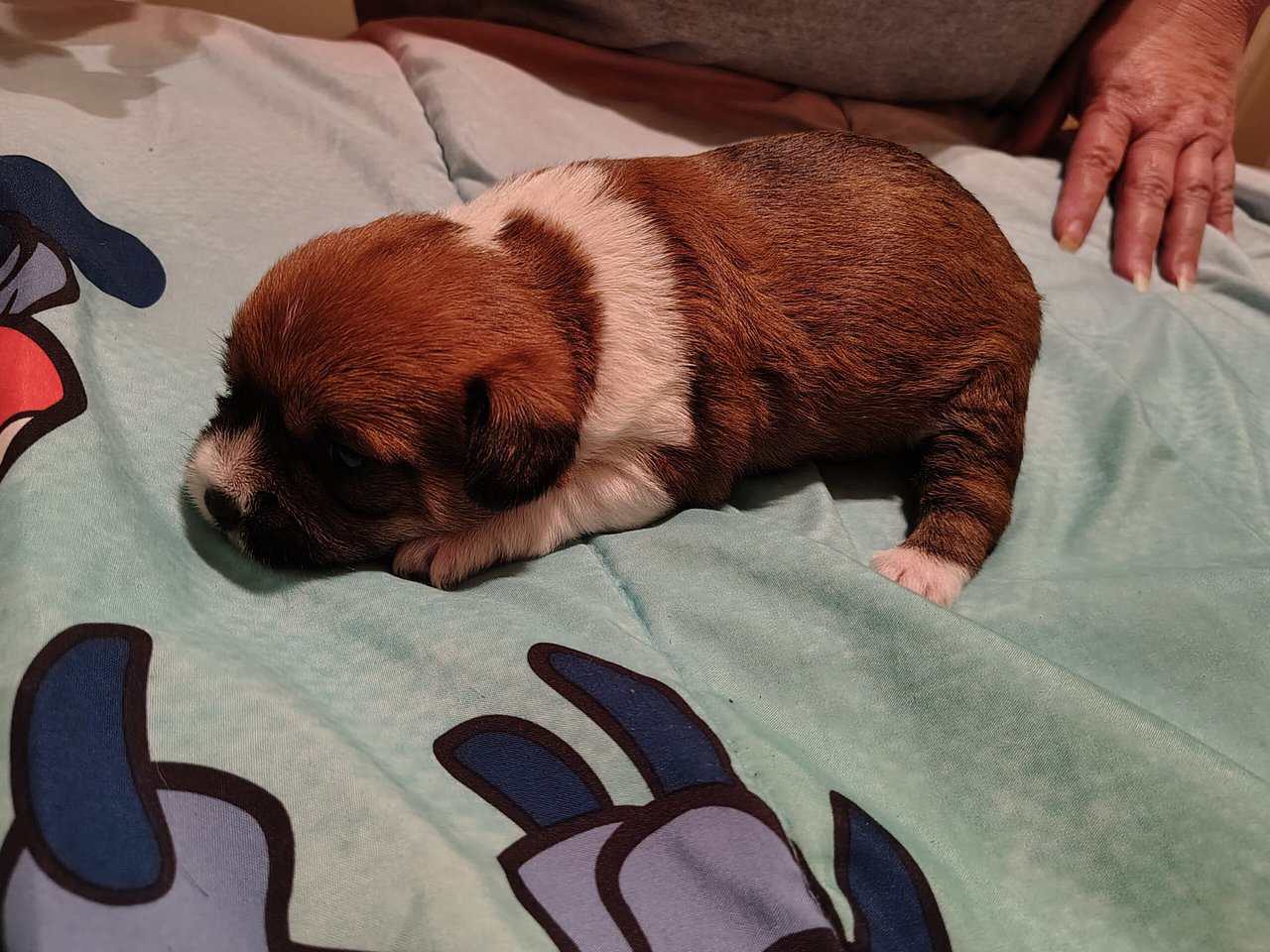 Mix Chizer and shitzu puppies image 3