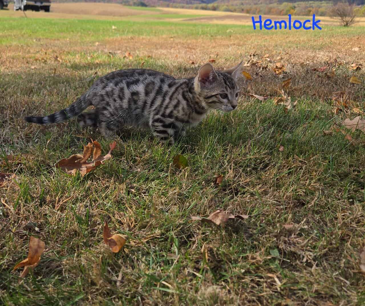 Hemlock image 4