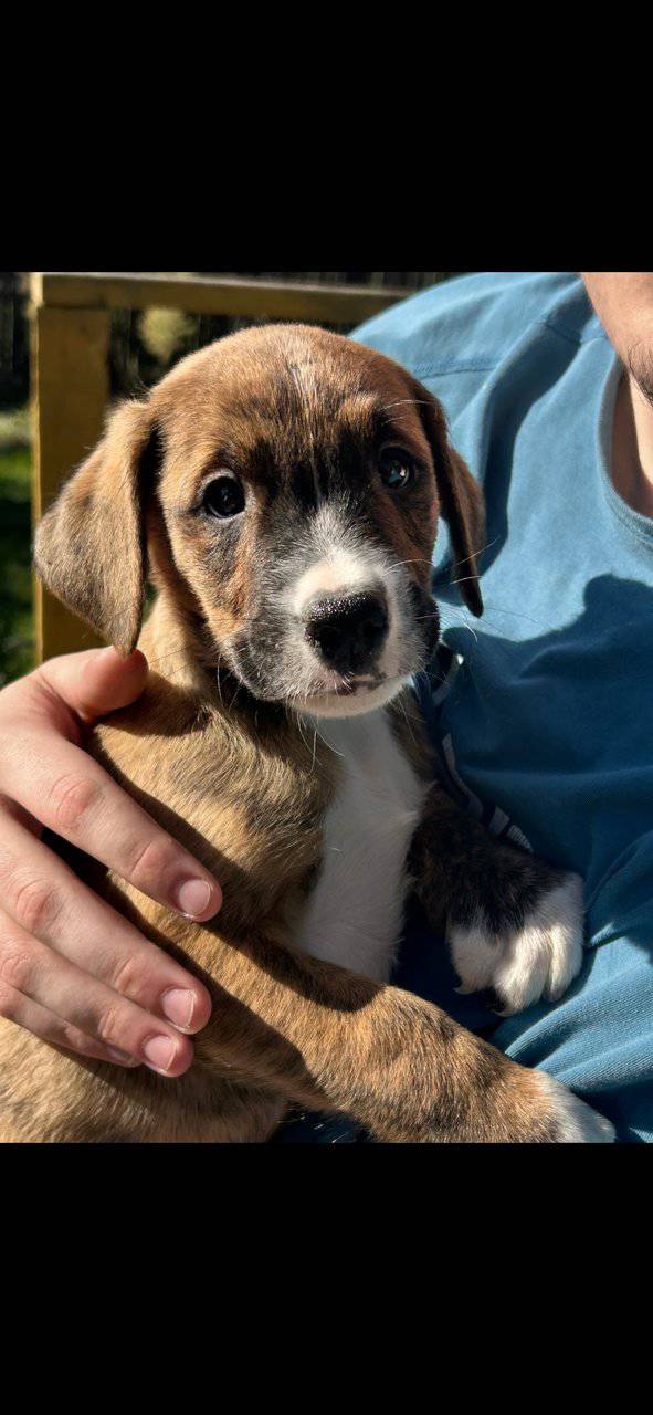 Mixed puppies image 6