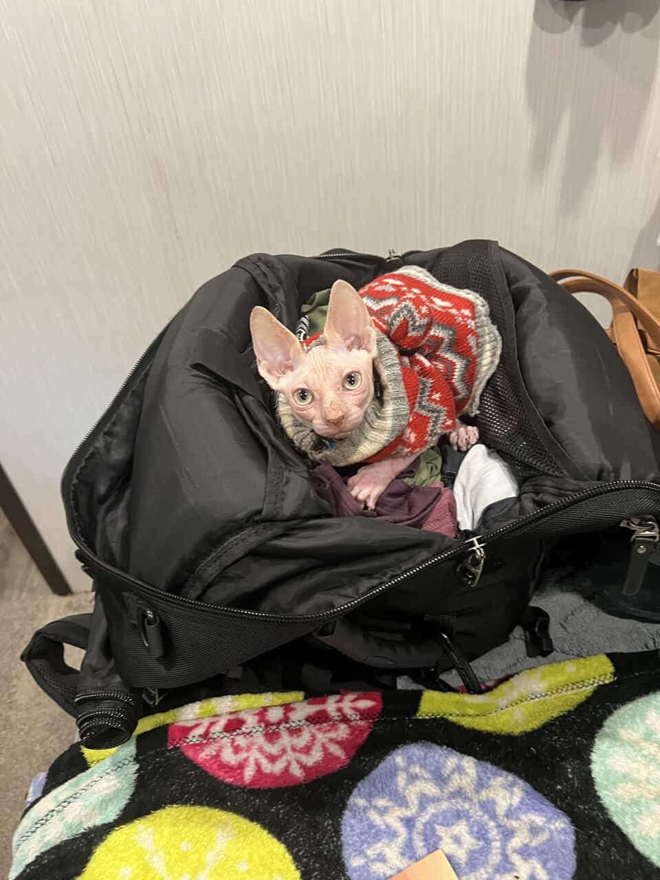 Naked kitten--Blaze image 2