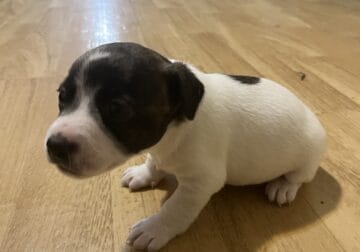 Jack Russell pupies