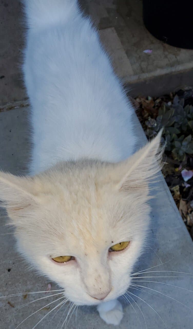 Turkish Van Cat for sale image 7