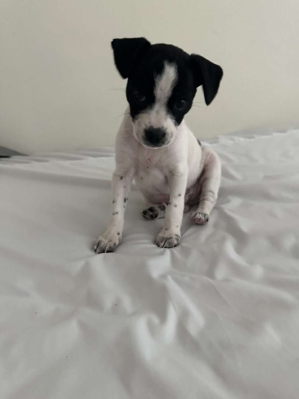 Rehoming mighty image 1