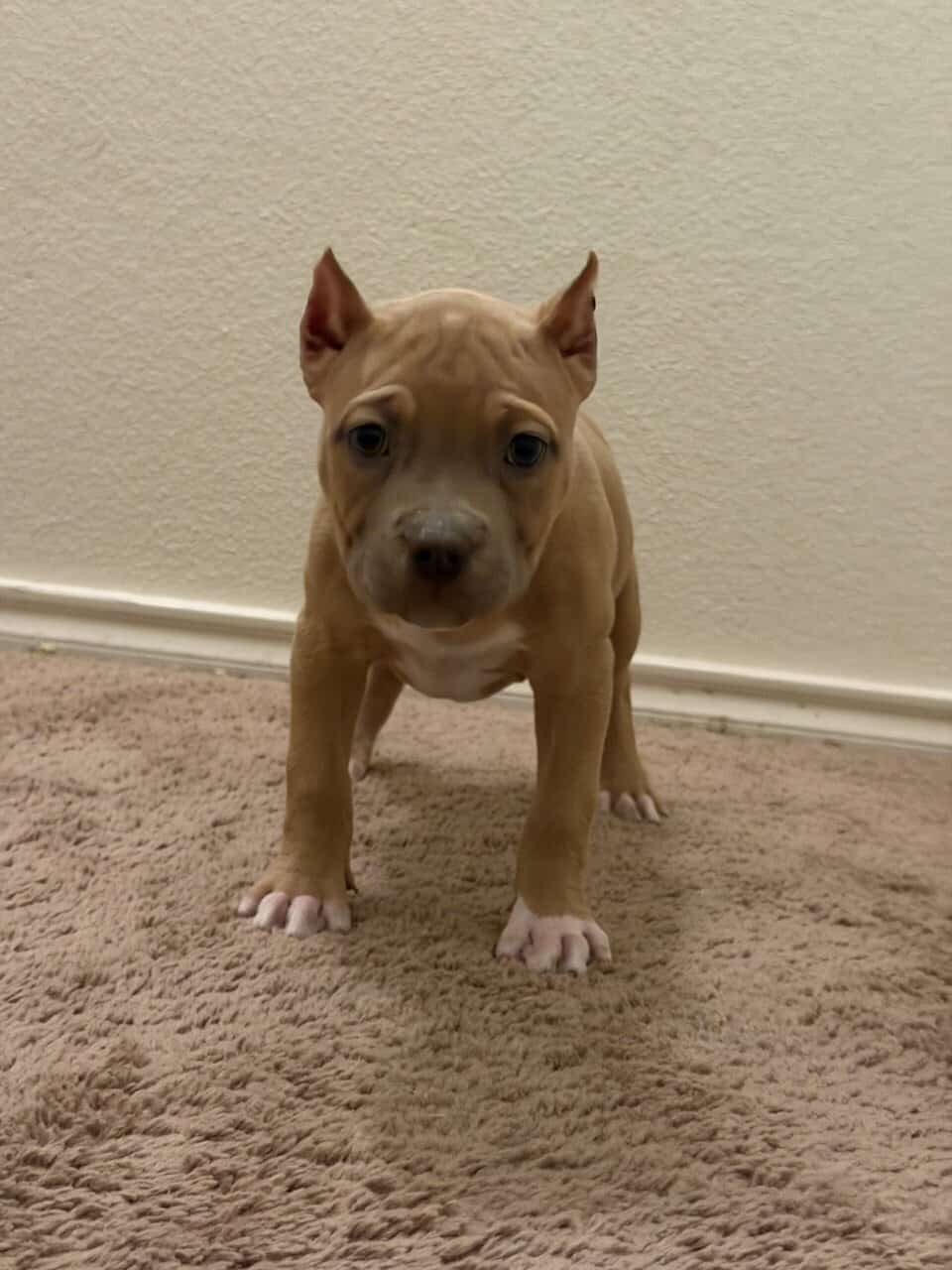 10weeks old image 3