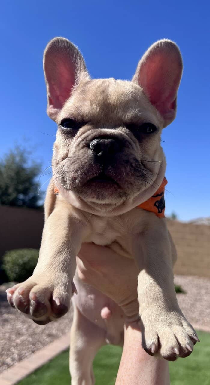 French Bulldog Puppy 🐾 image 6