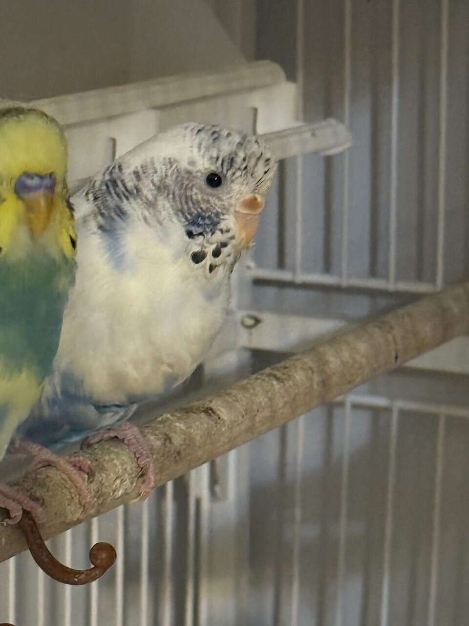 6 Parakeets for Sale image 6
