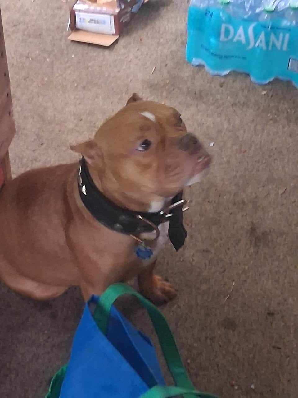 FREE Pocket pitbull female 1yr old image 2