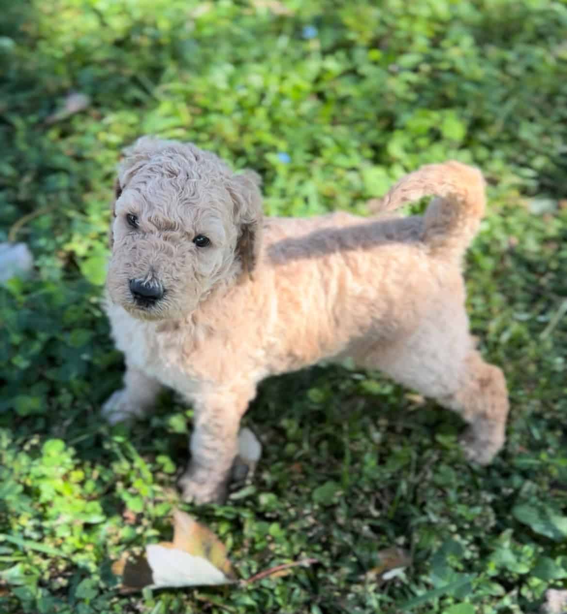 Labradoodle F1b puppies image 1