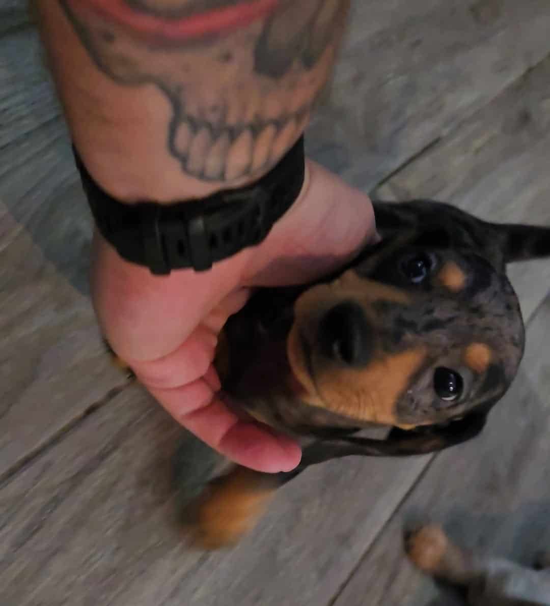 Mini dachshund for sale image 9
