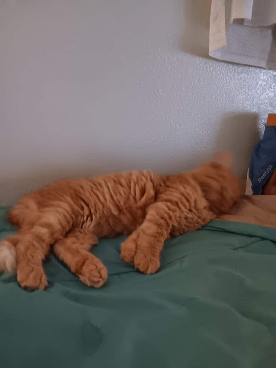 FREE CAT image 1